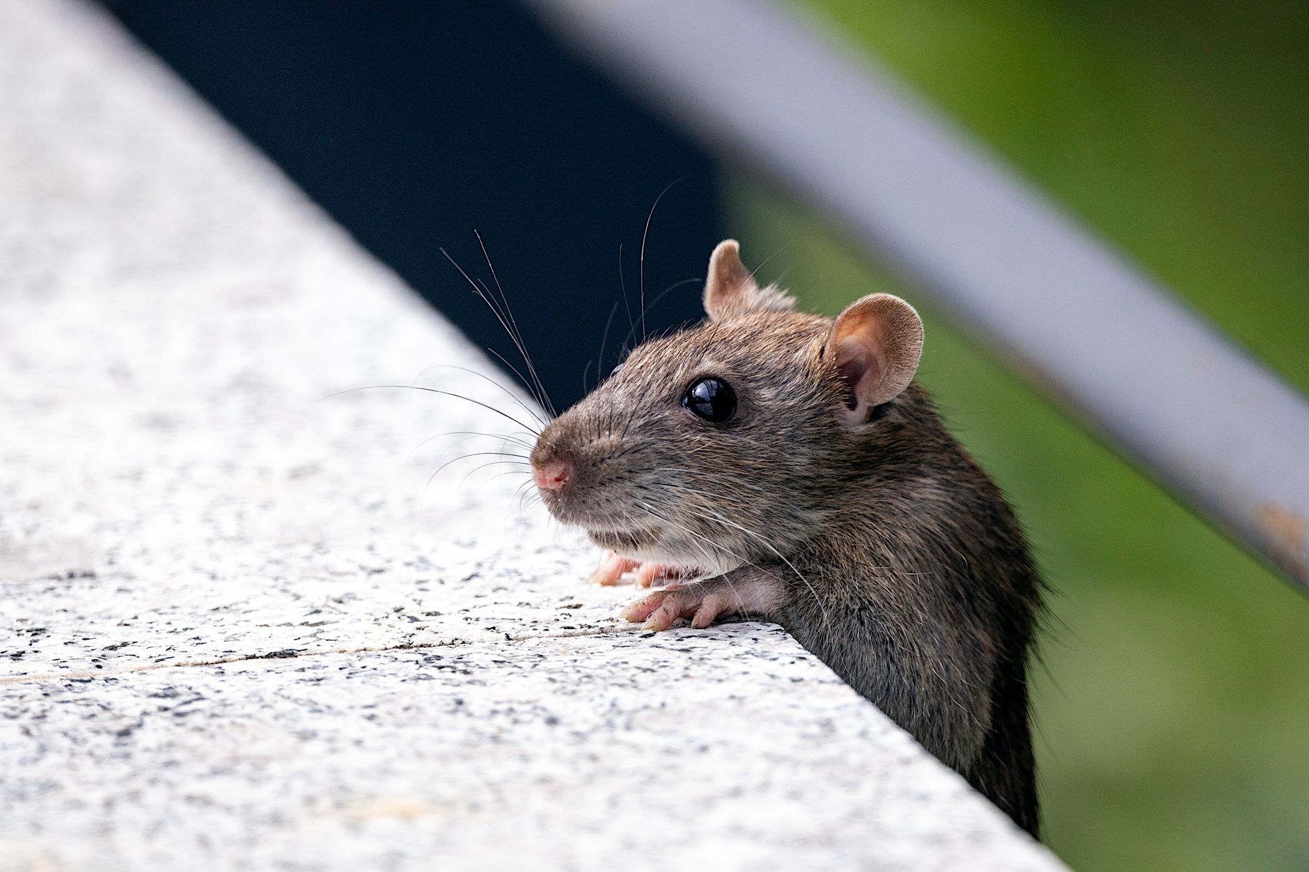 Désinsectisation dératisation à Le Mée-sur-Seine
